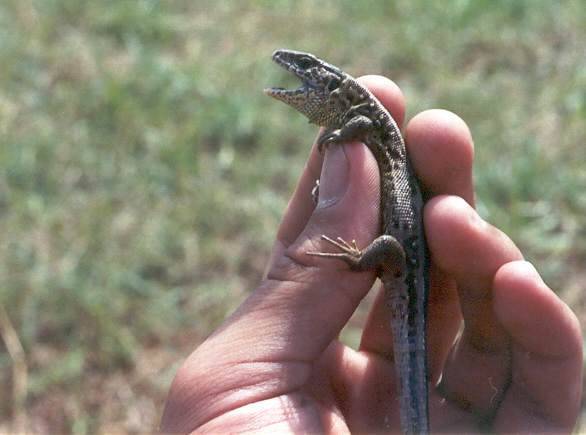 Malá ještěrka obecná