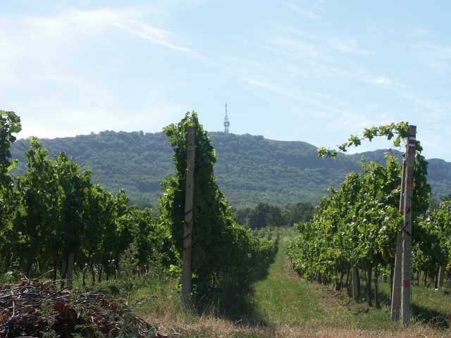 Pohled na Děvín od Dolních Věstonic