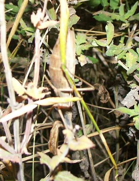 Hnědá samice kudlanky nábožné...