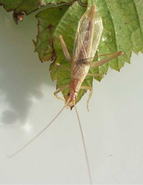 Cvrčivec révový (Oecanthus pellucens), samec