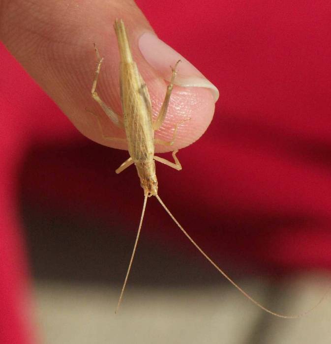 Samice cvrčivce révového