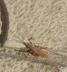 Cvrčivec révový (Oecanthus pellucens), samec