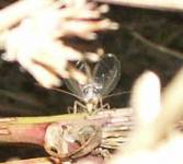 Stridulující samec cvrčivce