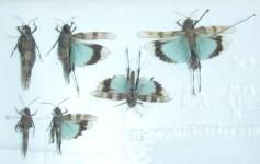 Několik jedinců saranče modrokřídlé